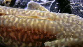 Undulating dorsal fin marine fish Shore rocking (Gaidropsarus mediterraneus) close-up. Then the fish swims away from the frame. Black Sea.Ukraine.