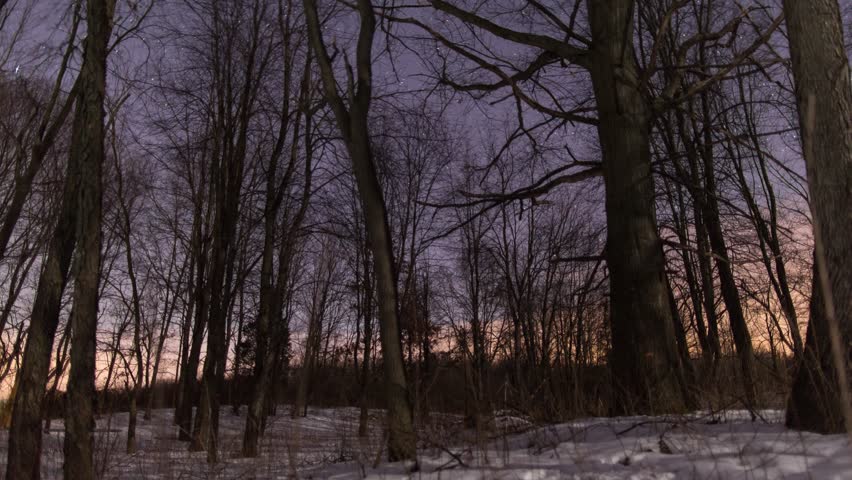 Stars Churning at Night with Tree