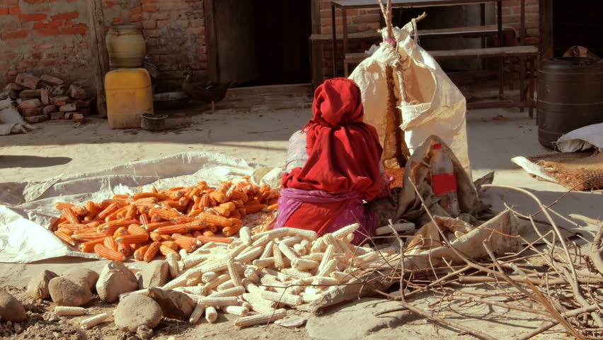 Asian traditional Agriculture
Country woman sorting out corn in Asia
