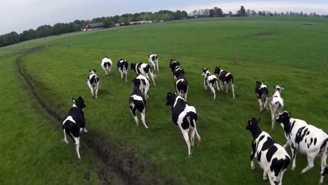 Cow herding from air with drone flying behind group of black white Holstein milk producing cows on green flat field and grey cloudy sky bird view UAV drone herding from above following running cattle