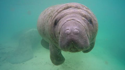 Endangered Florida Manatee (Trichechus manatus latirostris) baby kisses camera in Three Sister's Springs (Crystal River, Florida, USA). Warm spring provides refuge from hypothermia in winter months.