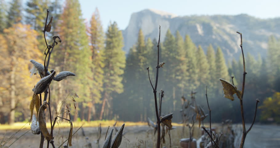 Frozen meadows at Yosemite National Park. Half Dome can be seen in the distance. Yosemite National Park, California is visited by over 3.7 million tourists yearly. Shot on Red Epic.
