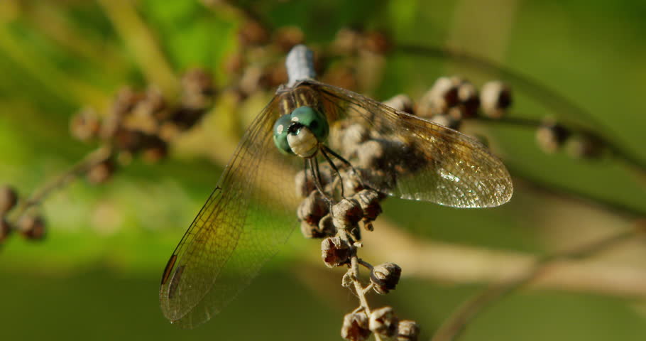 Dragon Fly at Chatfield Hollow State Park in summer time. Chatfield Hollow is a state park in Killingworth, Connecticut. Shot on Red Scarlet.
