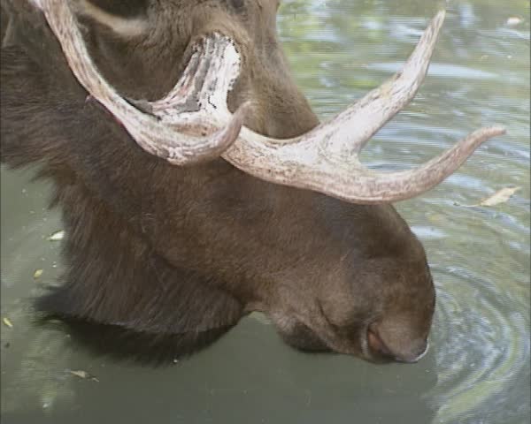 Moose drinking from pond - close up