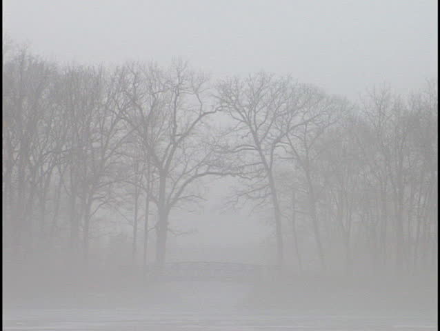 bridge and trees in fog