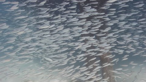 Thousands of silver fish schooling between the pillars under a jetty in the tropical Indian Ocean, Zanzibar