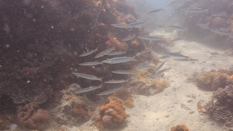 Juvenile blackfin or chevron barracuda (Sphyraena qenie) schooling on a coral reef in the tropical Indian Ocean, Zanzibar