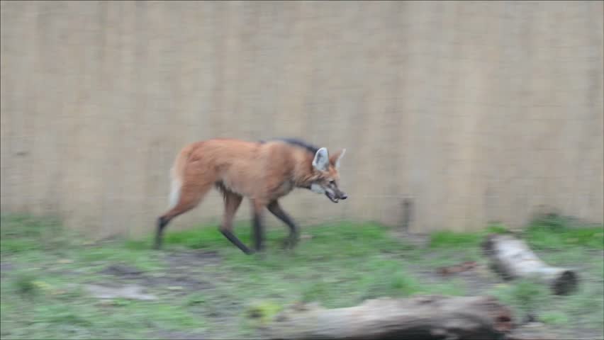 Running Maned Wolf (chrysocyon Brachyurus) Stock Footage Video (100%