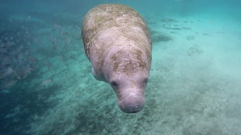 Endangered Florida Manatee (Trichechus manatus latirostris) swims under camera in Three Sister's Springs (Crystal River, Florida, USA). Warm spring provides refuge from hypothermia in winter months.