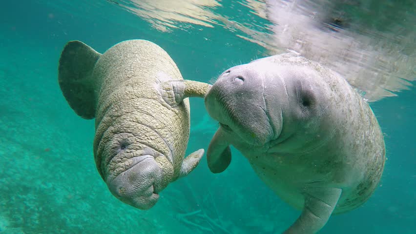Endangered Florida Manatees (Trichechus manatus latirostris) playing in Three Sister's Springs (Crystal River, Florida, USA). Warm spring provides refuge from hypothermia in winter months.