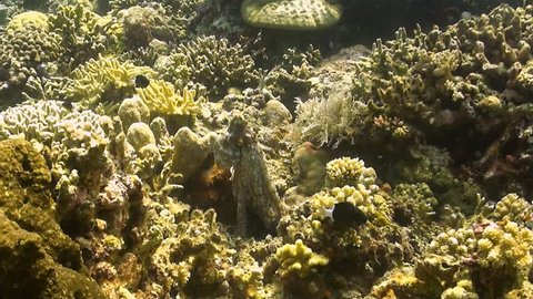Octopus couple on a coral reef