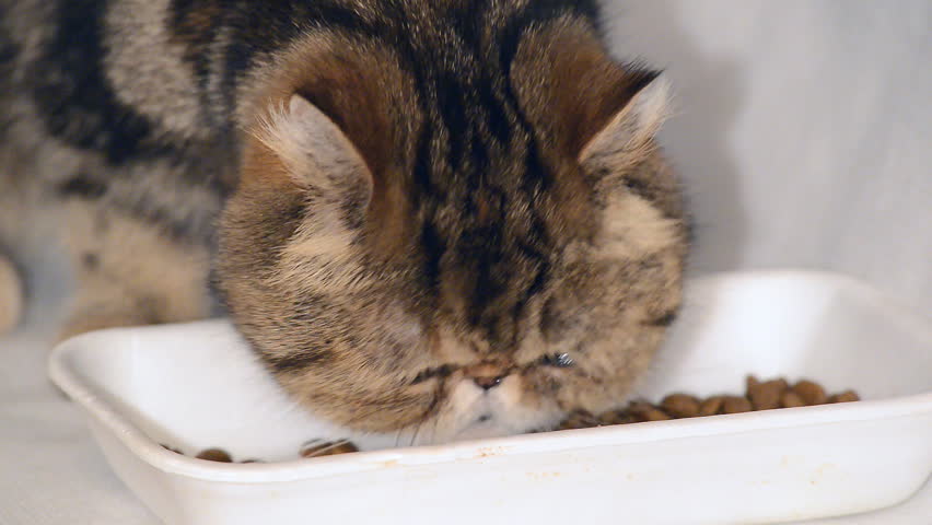 persian cat eating