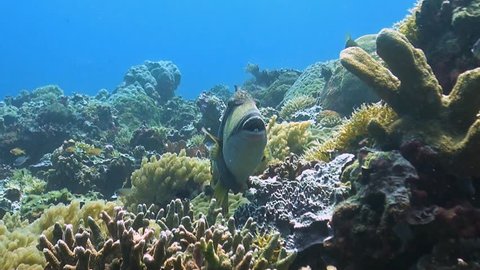 Titan Triggerfish with a cleanerfish