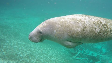Endangered Florida Manatee (Trichechus manatus latirostris) swims towards family in Three Sister's Springs (Crystal River, Florida, USA). Warm spring provides refuge from hypothermia in winter months.