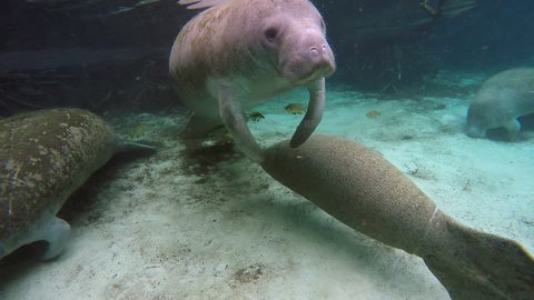 Endangered Florida Manatees (Trichechus manatus latirostris) play and swim in Three Sister's Springs (Crystal River, Florida, USA). Warm spring provides refuge from hypothermia in winter months.