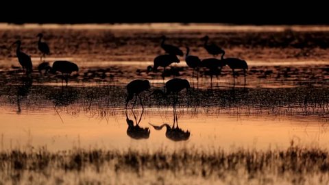 Several Sandhill Cranes forage through a pond creating a reflection in the golden sunrise light at Bosque del Apache, New Mexico.