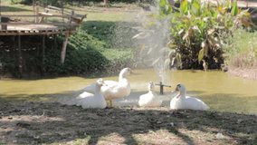 three ducks standing by river with artificial fountain 