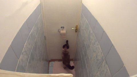 Active Burmese cat playing with toilet paper and quickly unrolling it in lavatory. Funny impatient pet dynamically trying to exit and energetically scratches the closed door. 