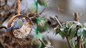 coconut shell with fat food for birds, blue tit
