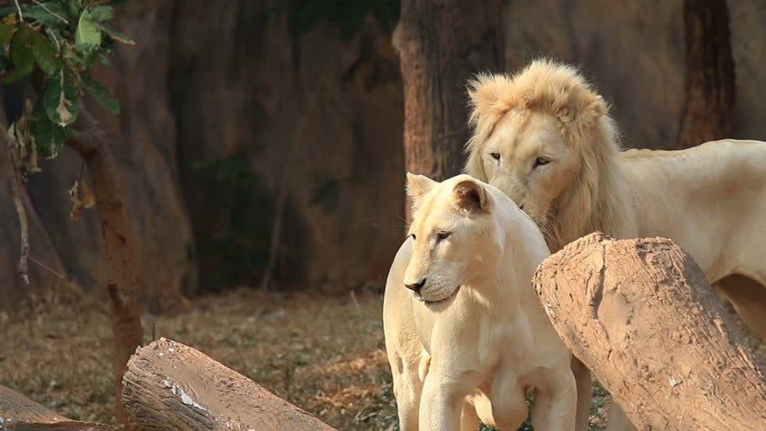White lion (Panthera leo), lioness are playful.