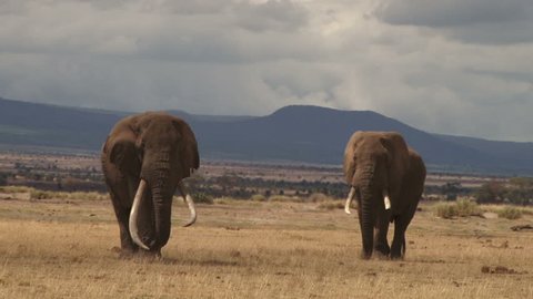 Two big elephants walk towards the camera.
