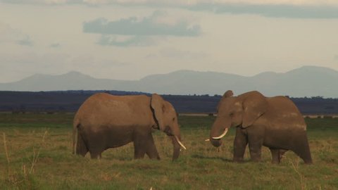 Young elephants testing each other.
