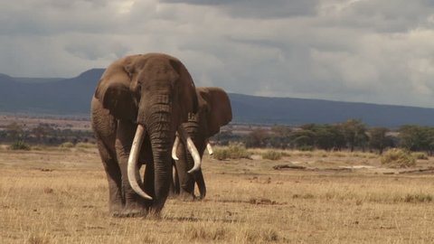 The largest elephant in the wild walking towards camera.
