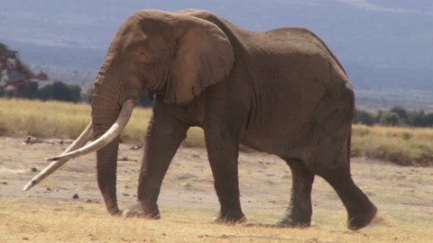 A big tusker elephant walking across camera.
