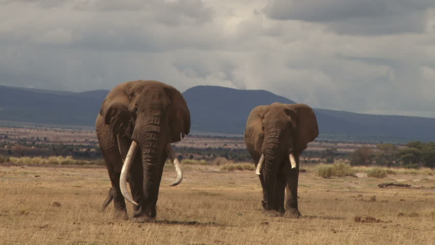 two largest elephants wild Stock Footage Video (100% Royalty-free