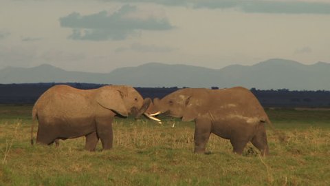 Two young elephants playing in the plains of amboseli.
