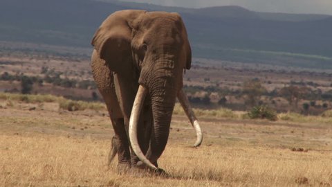 An old bull elephant walking towards camera.
