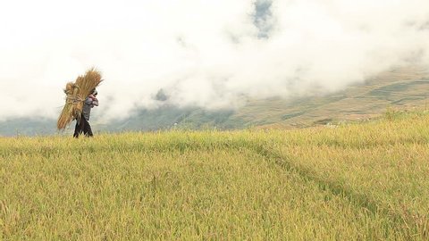 Harvesting rice in Yuanyang rice terraces, China.  庫存影片