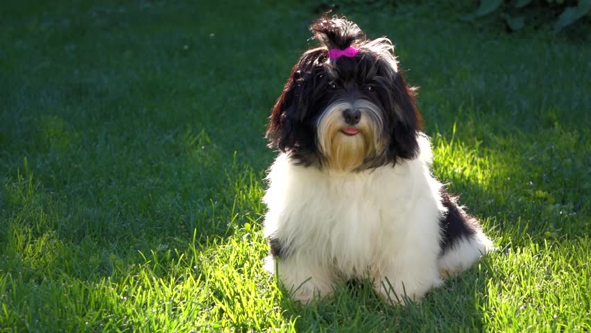 happy smiling havanese puppy sitting grass Stock Footage Video (100% ...