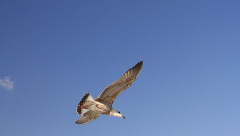 Seabird in Flight. Close up, tracking shot. Seagull soaring through blue sky.
