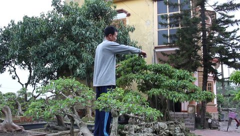  HAI DUONG, VIETNAM, January, 12: working in the garden, tree trimming  On January 12, 2015 in Hai Duong, Vietnam