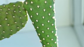 Prickly Pear Cactus on the Window, Closeup 4K Ultra High Definition Video
