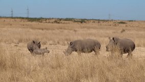 Rhino family with babies without horn. Endangered specie due to poaching. South Africa.