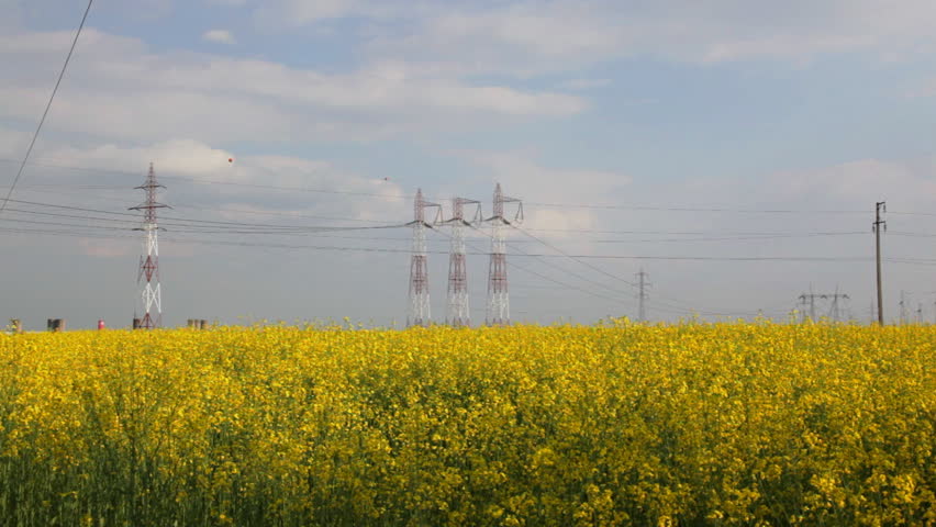 Electricity pillars on yellow flowers field,camera tilt