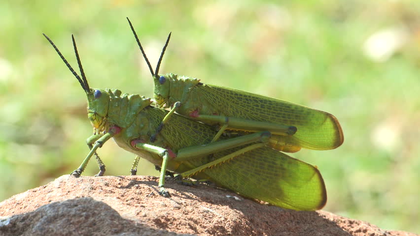 Breeding locusts
