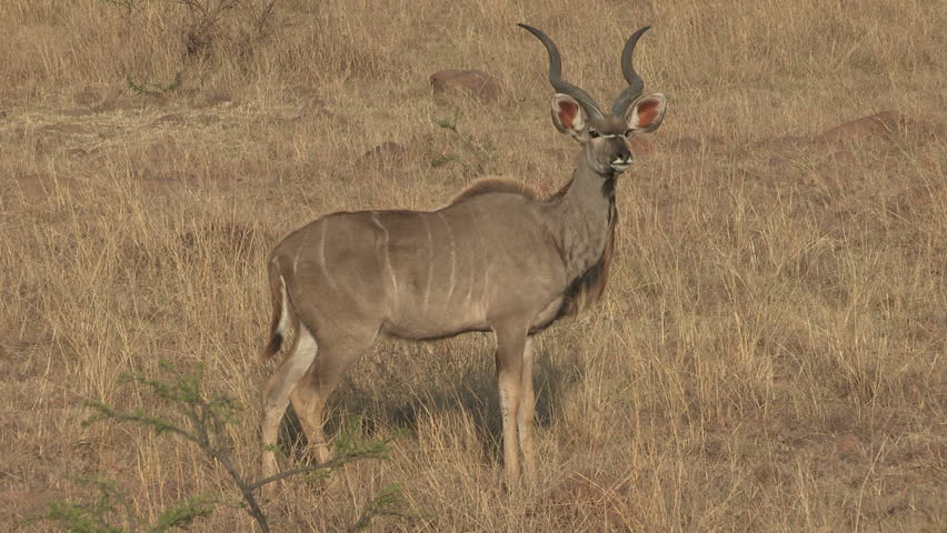 Kudu bull on African Plain