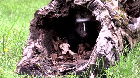 Protective mother skunk stomps and hisses