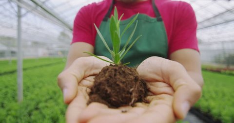 4K Male worker in the agricultural industry holding a young seedling in his hands Video stock