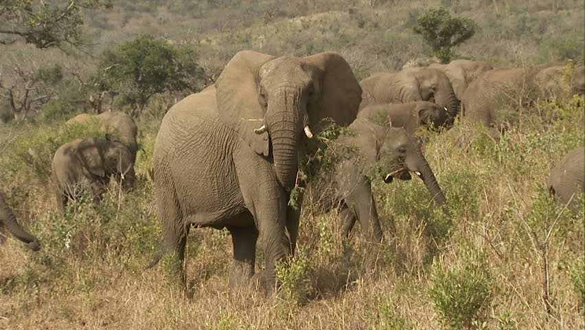 Herd of elephants eating branches
