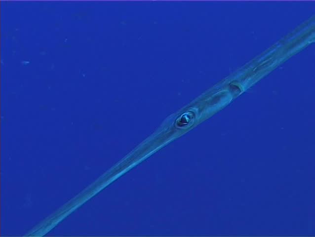 Portrait Bluespotted cornetfish (Fistularia commersonii). Close-up. Red Sea. Egypt.
