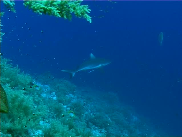 Blacktail reef shark (Carcharhinus amblyrhynchos) circling near the reef. Wide shot. Red Sea. Egypt.
