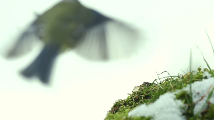 Blue tit - slow motion
