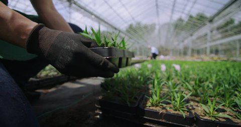 4K Hand reaching out to touch young plants in large greenhouse. Agriculture or science industry.