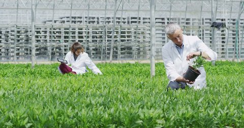 4K Workers in the agriculture and science industry checking the plants in large nursery greenhouse Stock Video