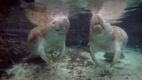 Endangered Florida Manatees (Trichechus manatus latirostris) surface to breathe in Three Sister's Springs (Crystal River, Florida, USA). Warm spring provides refuge from hypothermia in winter months.