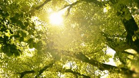 Sunlight through tree leaves in summer day - dolly HD video footage